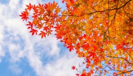 feuilles oranges