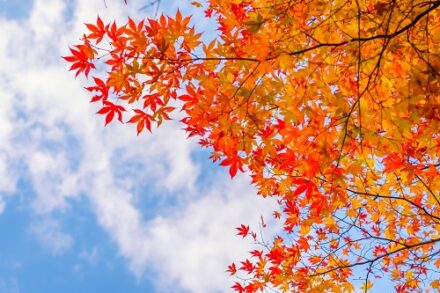 feuilles oranges