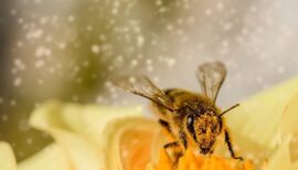 abeille en train de butiner