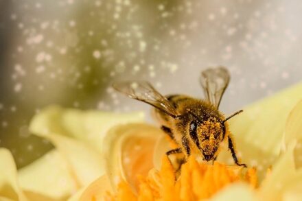 abeille en train de butiner