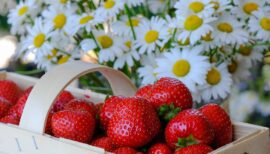 fraises dans une barquette et marguerites en arrière-plan