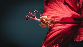 fleur d'hibiscus en gros plan