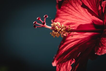 fleur d'hibiscus en gros plan