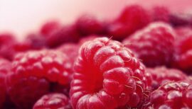 framboises en gros plan