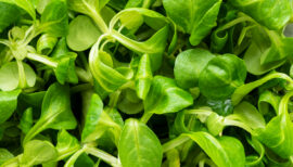 Salade de mâche en gros plan